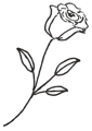 Rose 1 sans fond