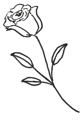 Rose 2 sans fond